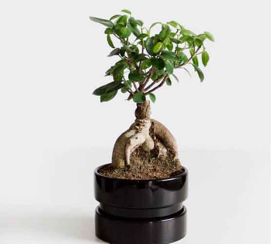 在线轰炸电话网页版免费测试