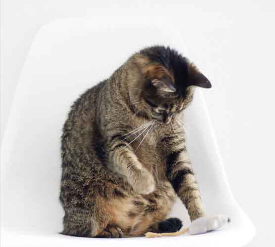 系统优化的在线电话平台